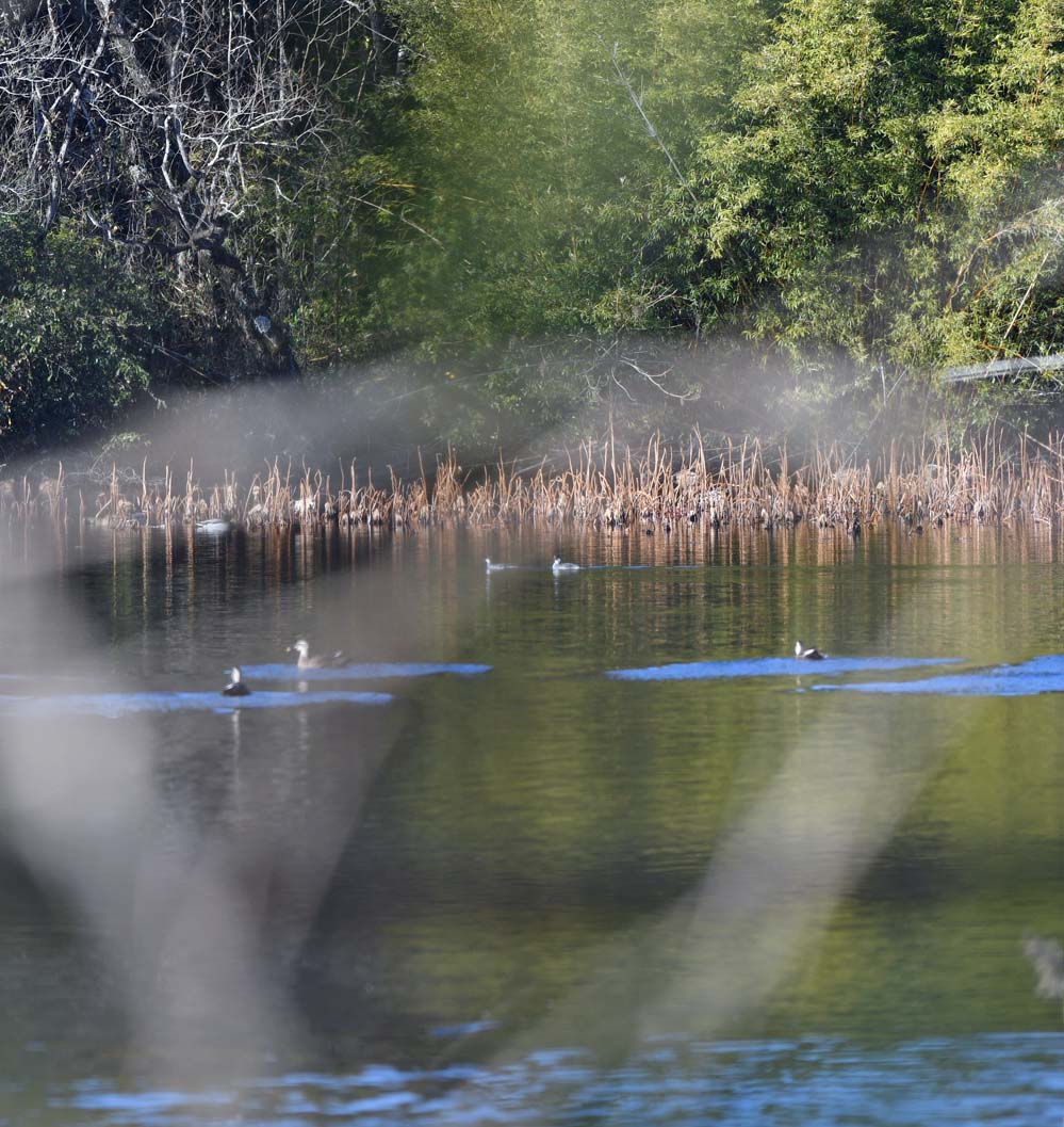 f:id:tonji44:20220102110336j:plain