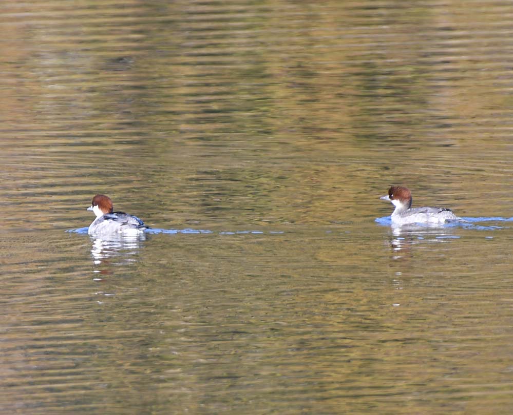 f:id:tonji44:20220102110345j:plain