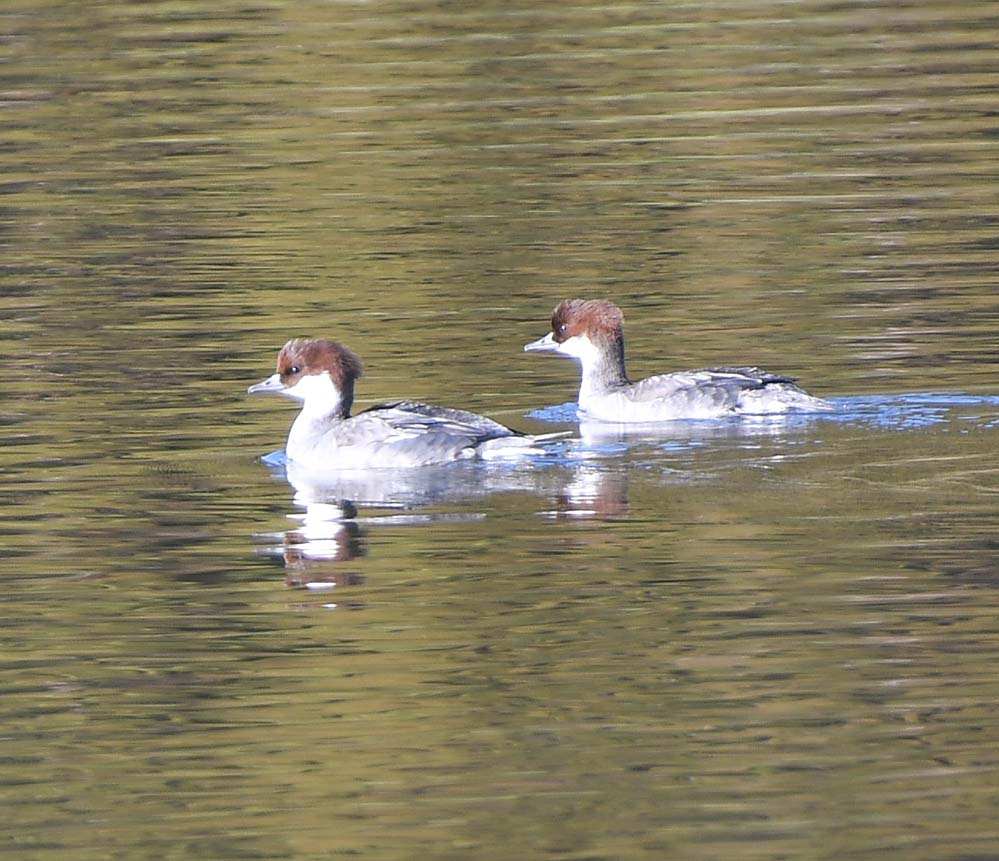 f:id:tonji44:20220102110354j:plain