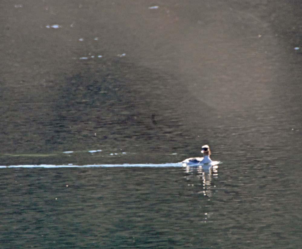 f:id:tonji44:20220102131206j:plain