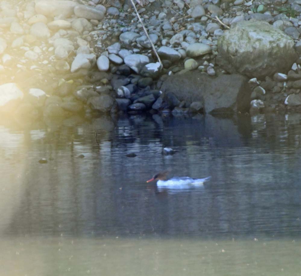 f:id:tonji44:20220102131213j:plain