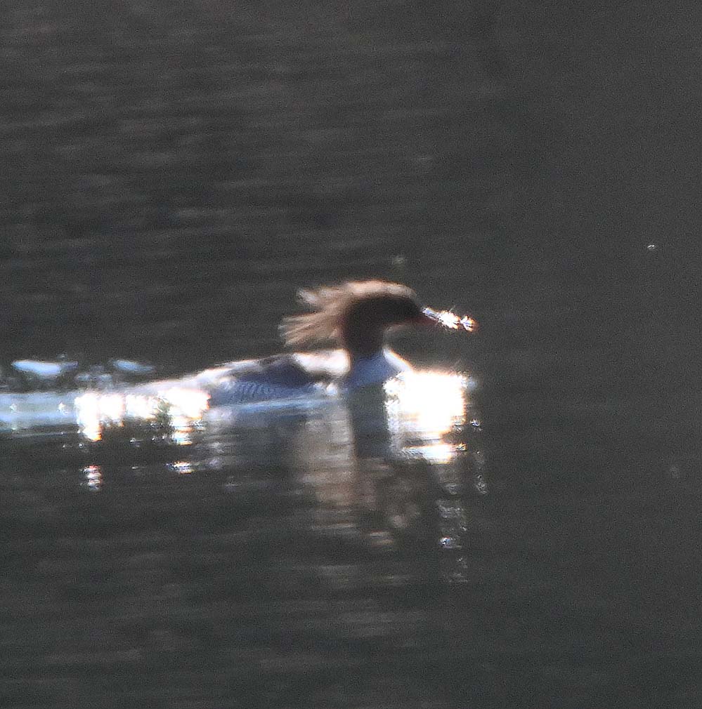 f:id:tonji44:20220102131223j:plain