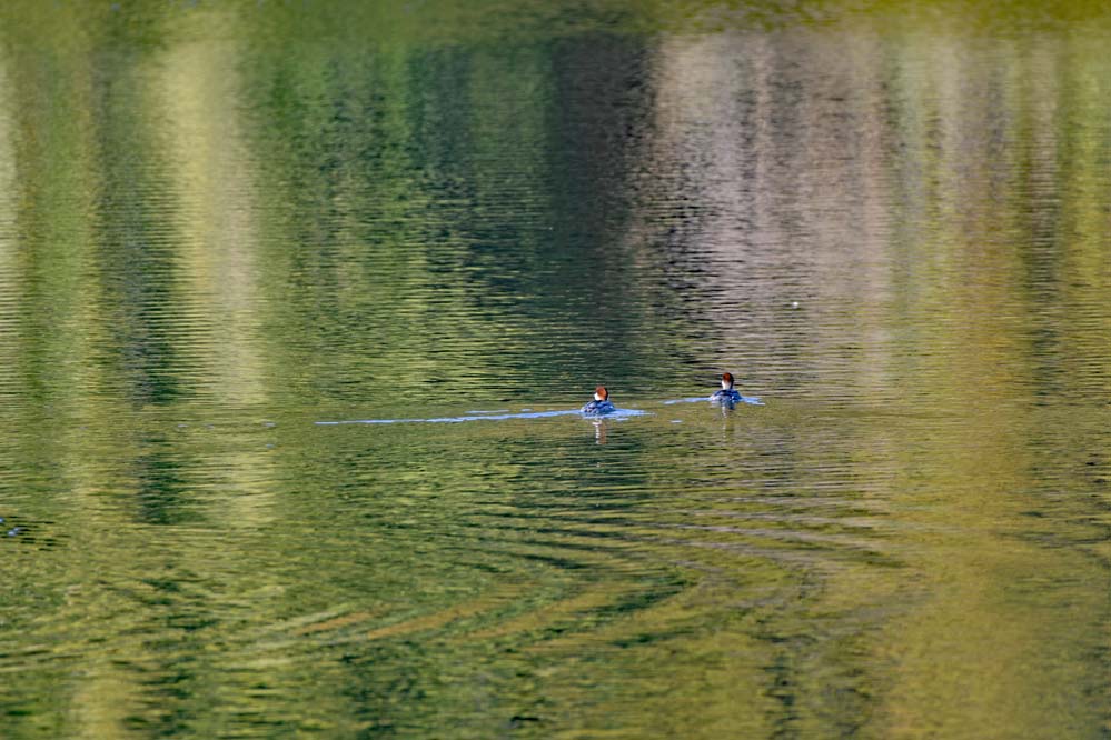 f:id:tonji44:20220102152633j:plain