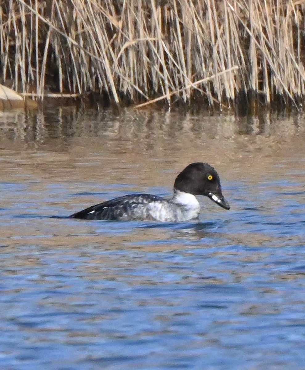 f:id:tonji44:20220108115733j:plain