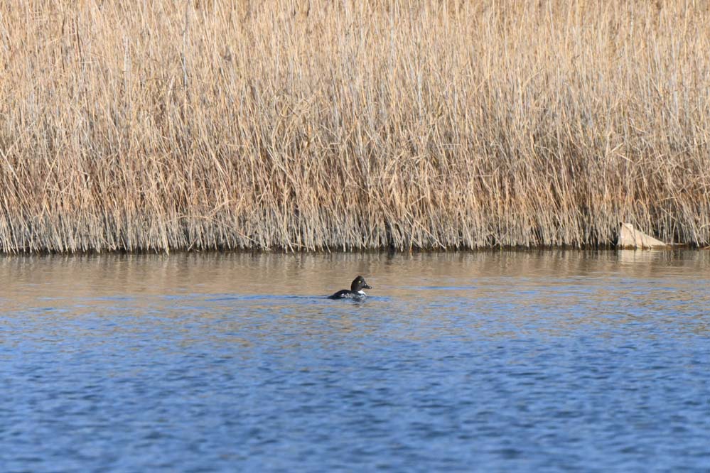 f:id:tonji44:20220108115747j:plain