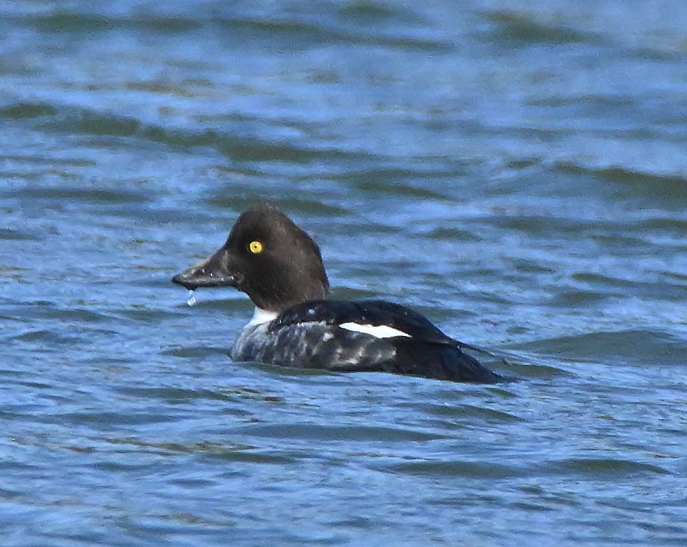 f:id:tonji44:20220108115755j:plain