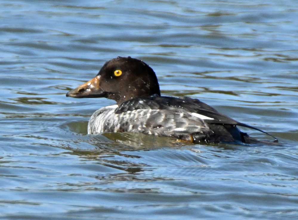 f:id:tonji44:20220108115805j:plain