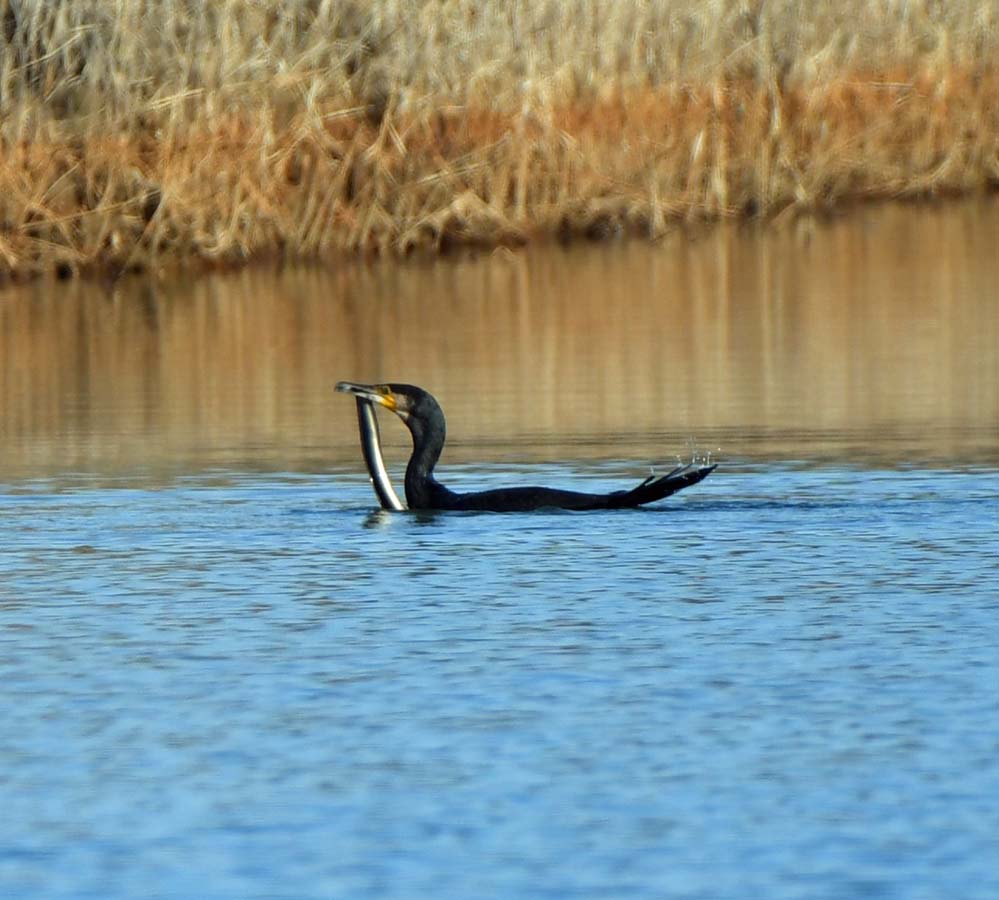 f:id:tonji44:20220108154601j:plain