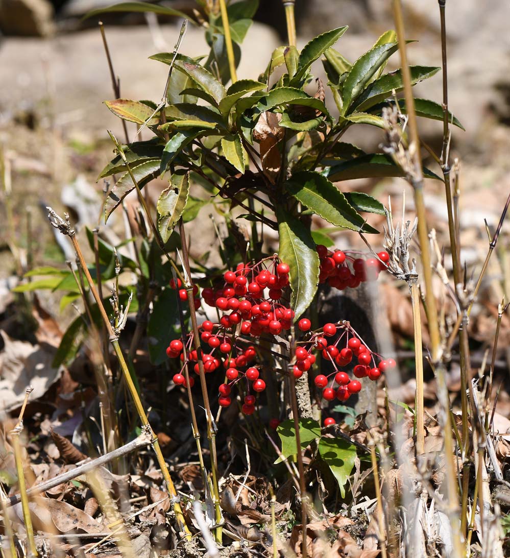 f:id:tonji44:20220108215828j:plain