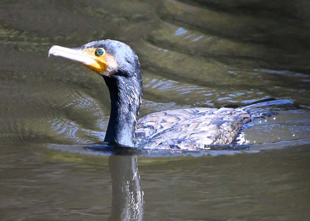 f:id:tonji44:20220108220551j:plain