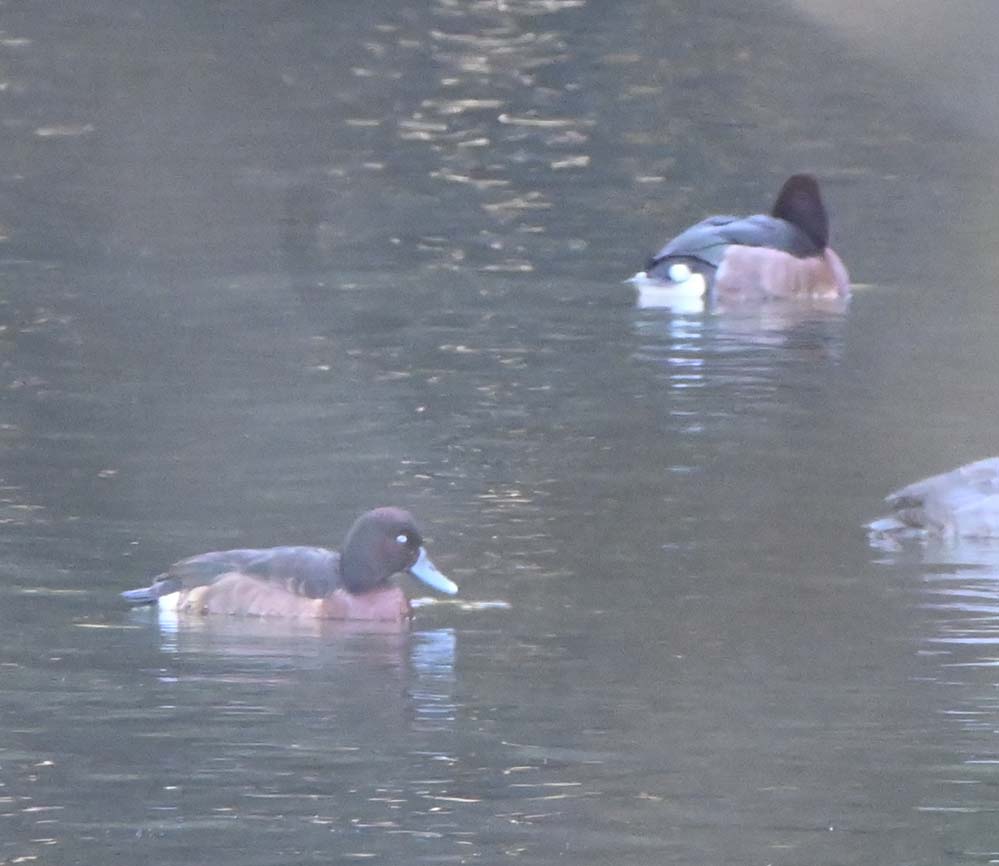 f:id:tonji44:20220115135833j:plain