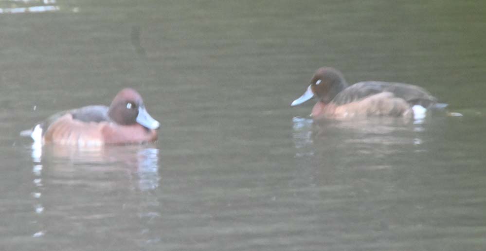 f:id:tonji44:20220115135919j:plain