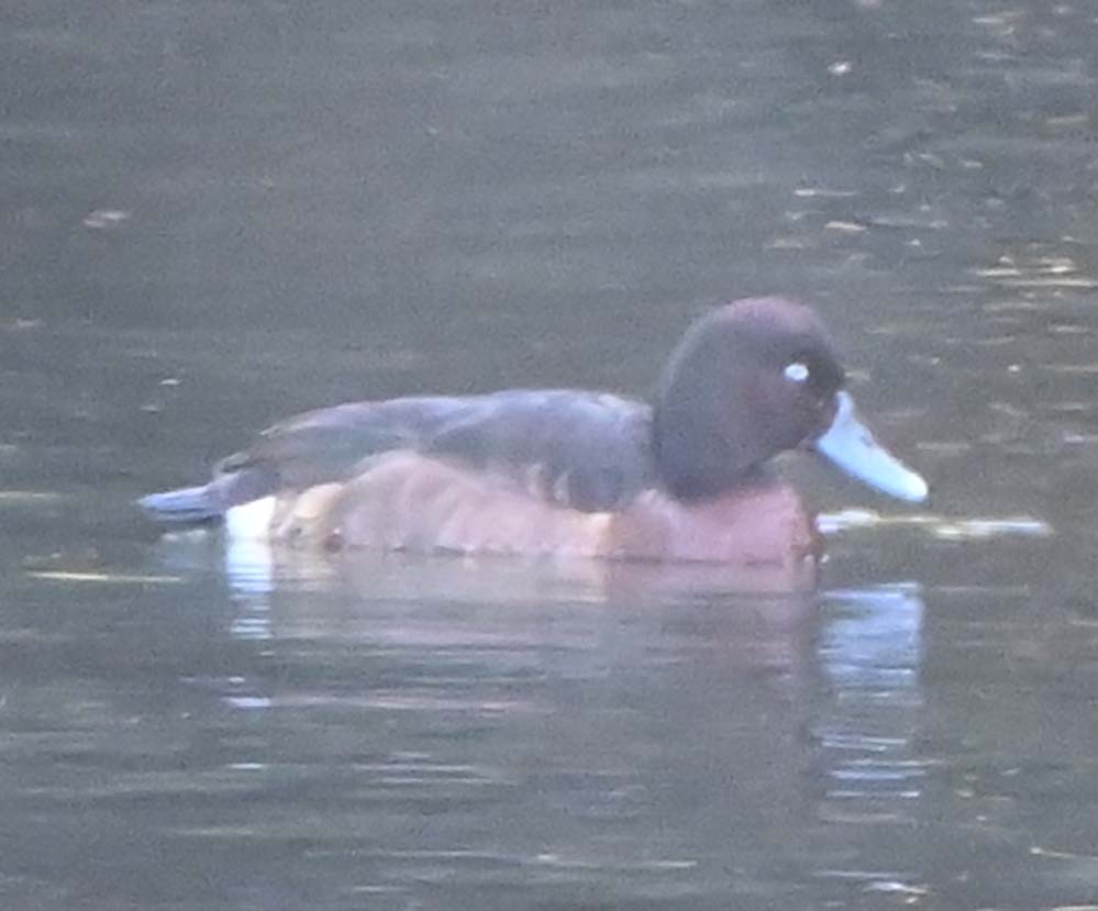 f:id:tonji44:20220115140213j:plain