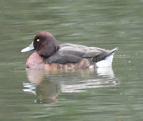 f:id:tonji44:20220115144512j:plain