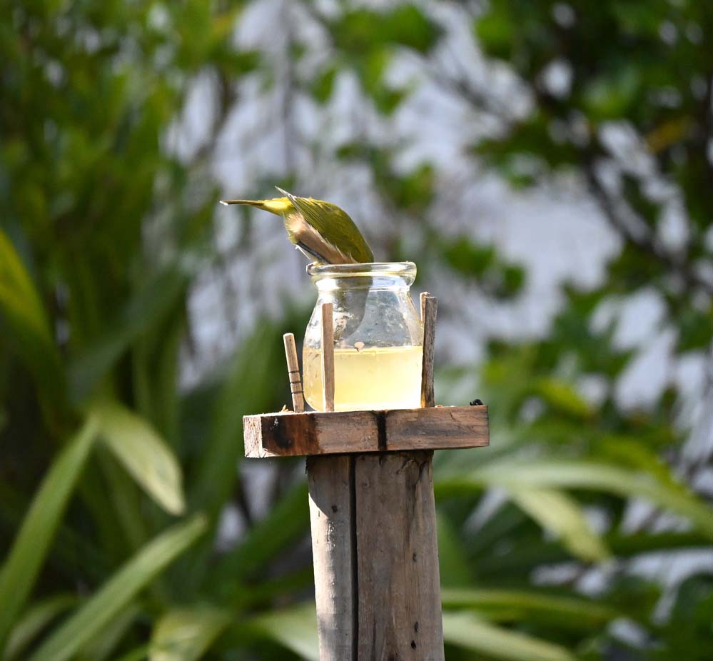 f:id:tonji44:20220118224952j:plain