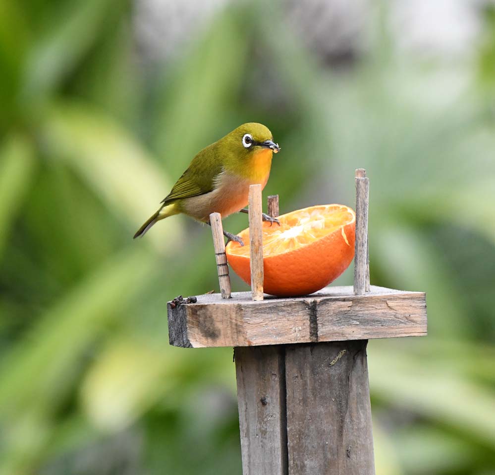 f:id:tonji44:20220118225641j:plain