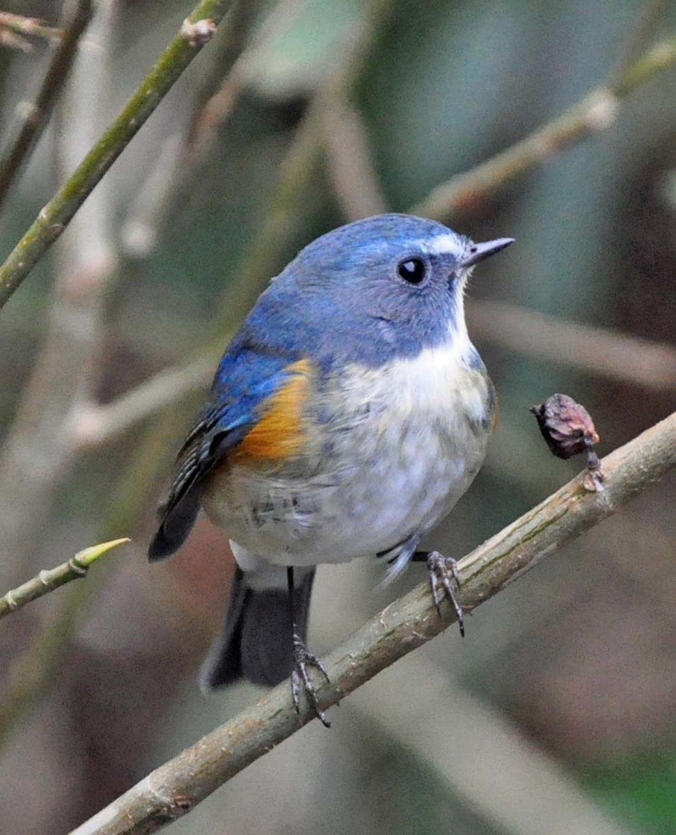 ルリビタキとウソ　木彫りの野鳥　 　　ありがとう358さま専用品 ルリビタキとウソ 木彫りの野鳥 ありがとう358さま専用品