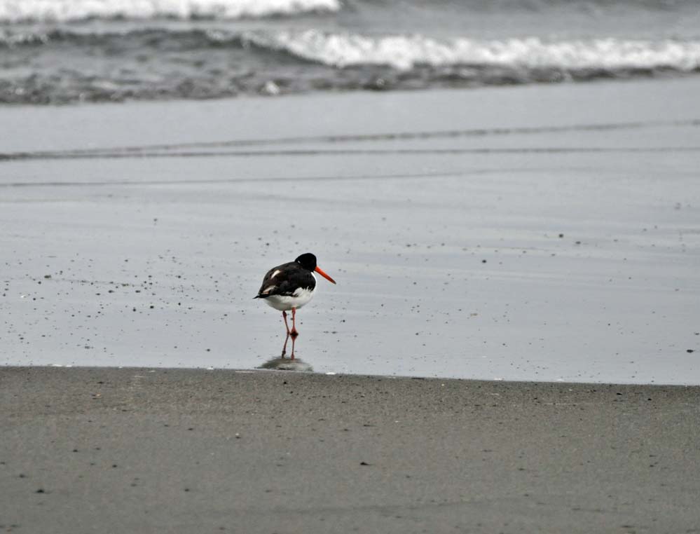 f:id:tonji44:20220209185322j:plain