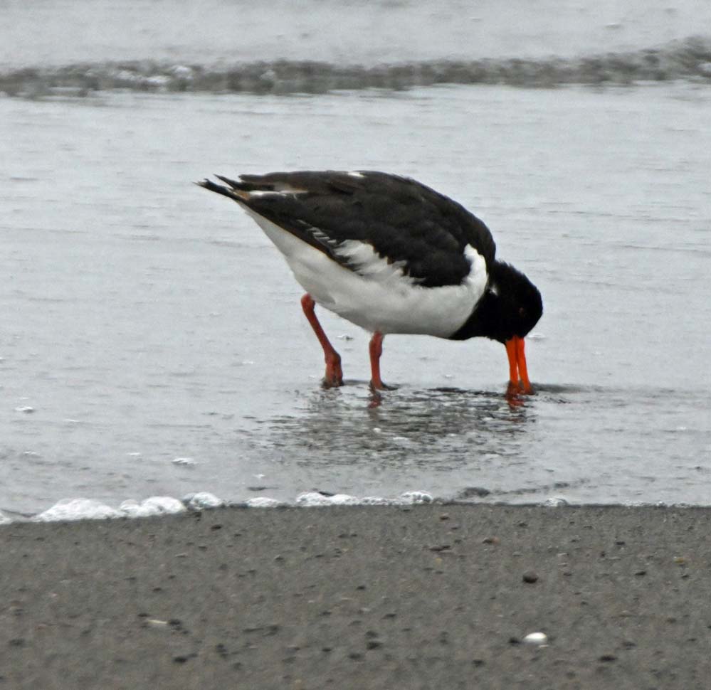 f:id:tonji44:20220209185332j:plain