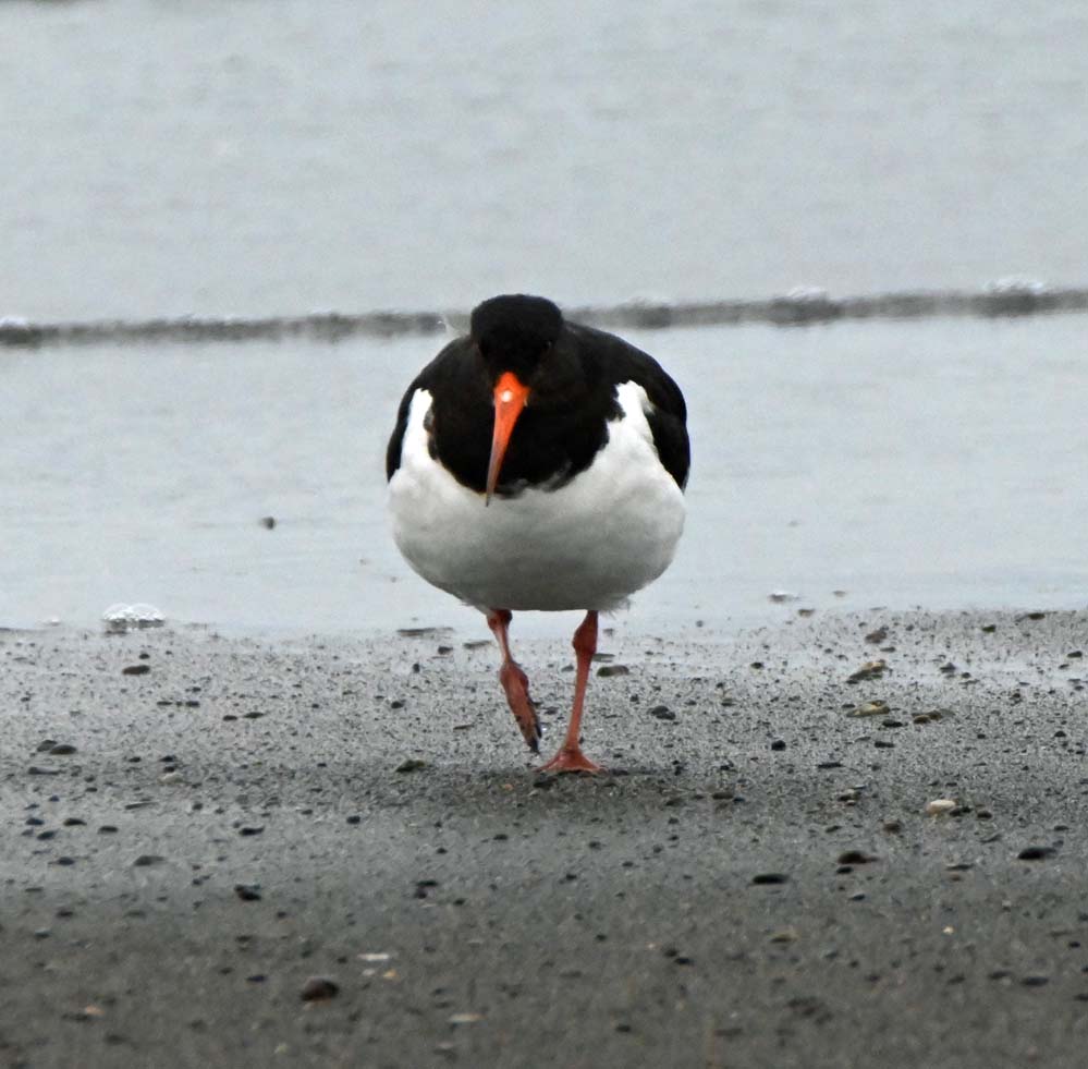 f:id:tonji44:20220209185348j:plain