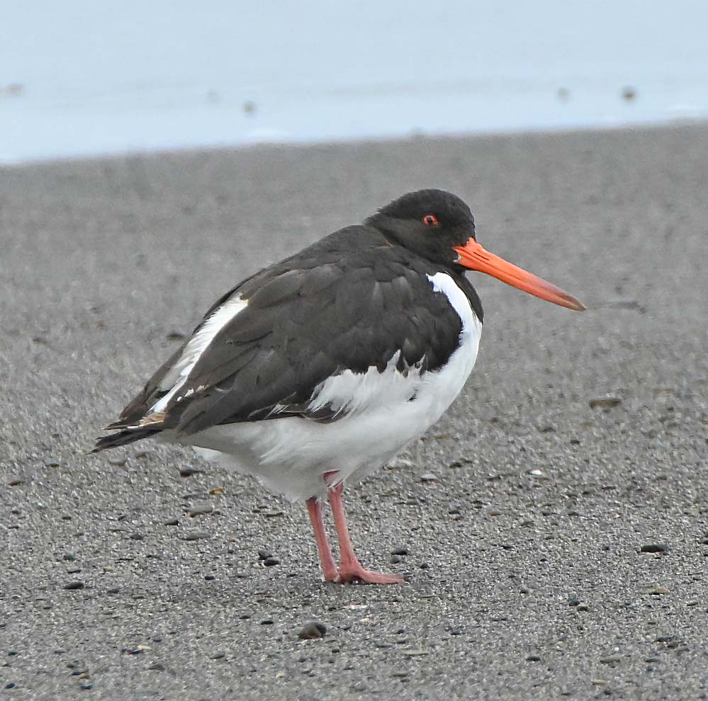 f:id:tonji44:20220209185355j:plain