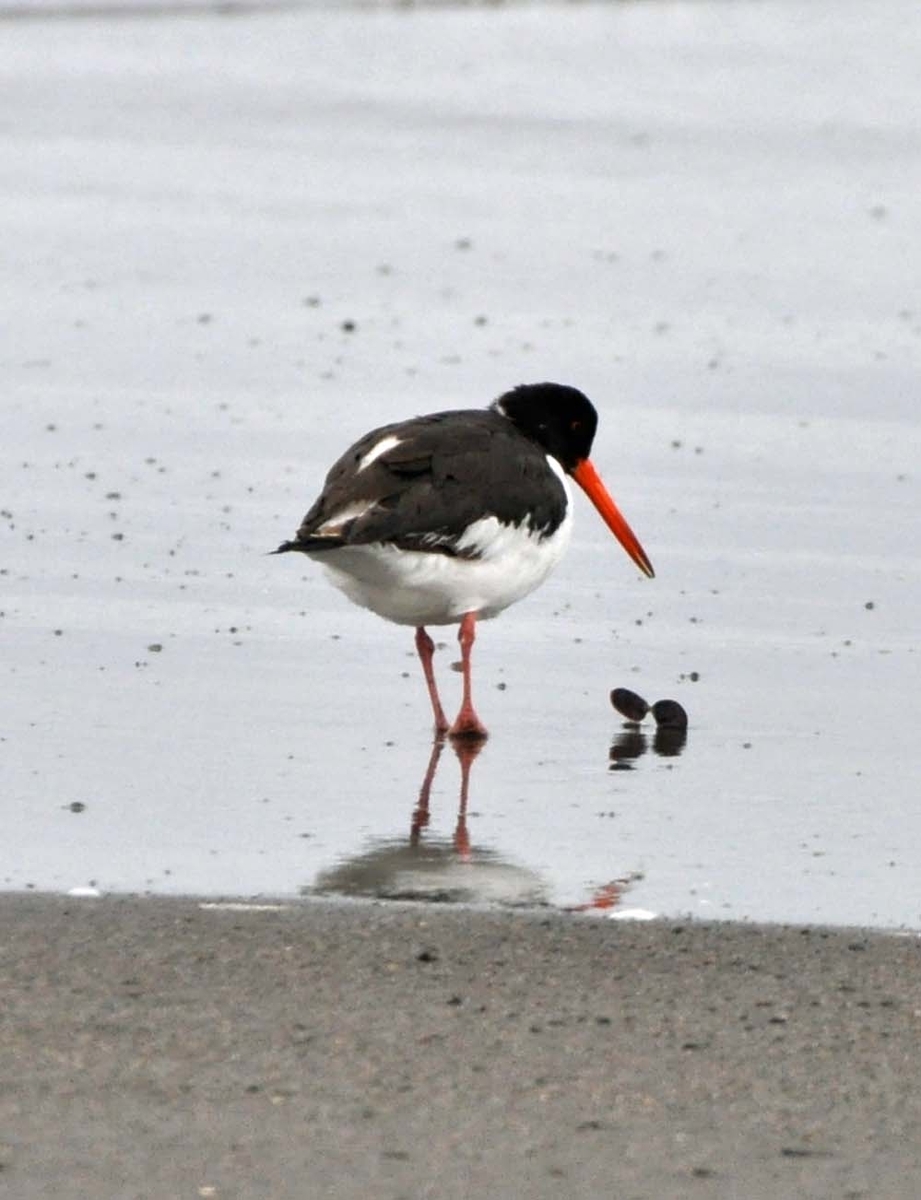 f:id:tonji44:20220209214738j:plain