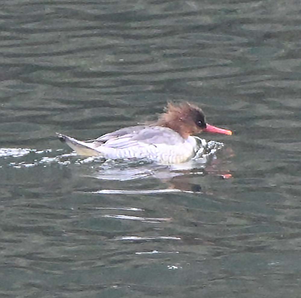 f:id:tonji44:20220211163751j:plain