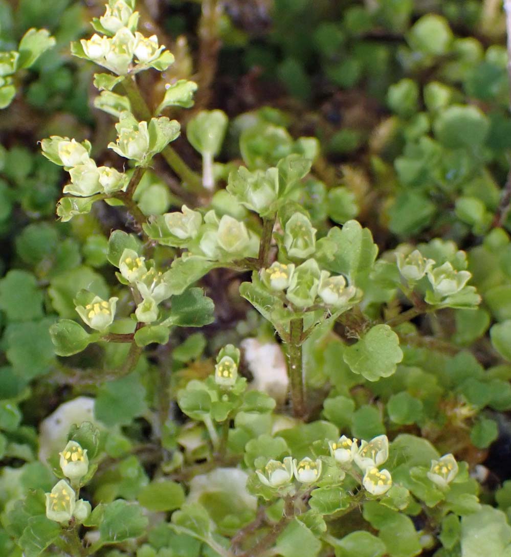 f:id:tonji44:20220216172000j:plain