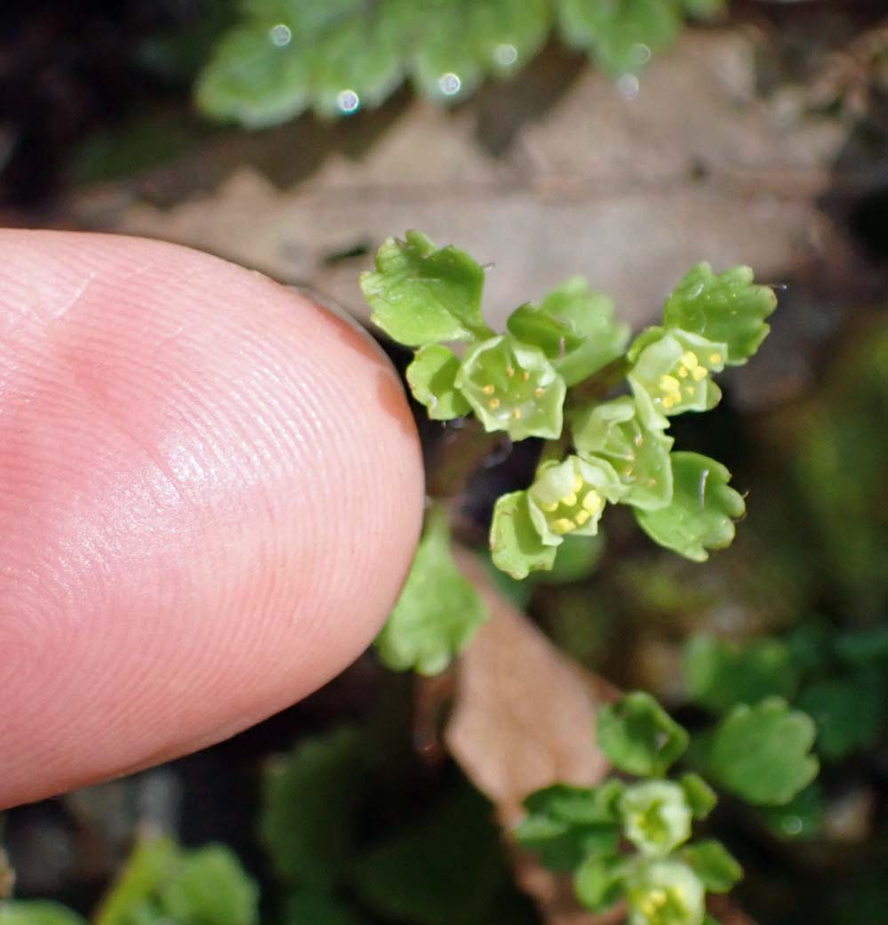 f:id:tonji44:20220216172018j:plain