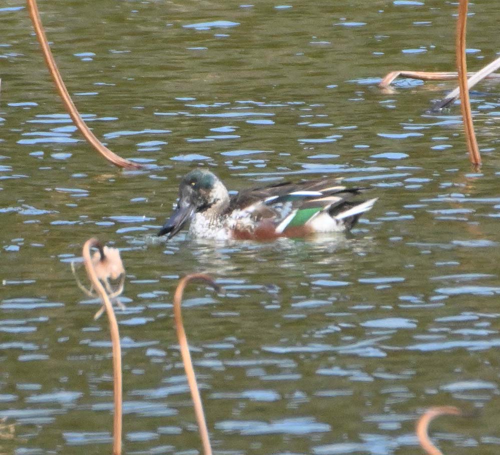 f:id:tonji44:20220221212201j:plain