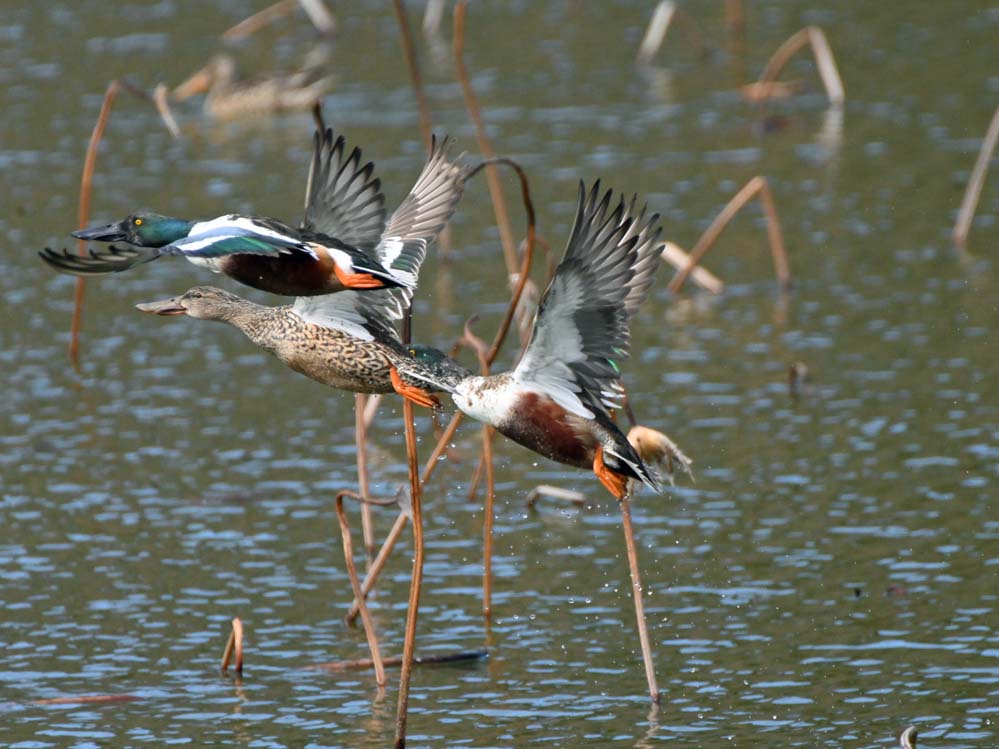 f:id:tonji44:20220221212210j:plain