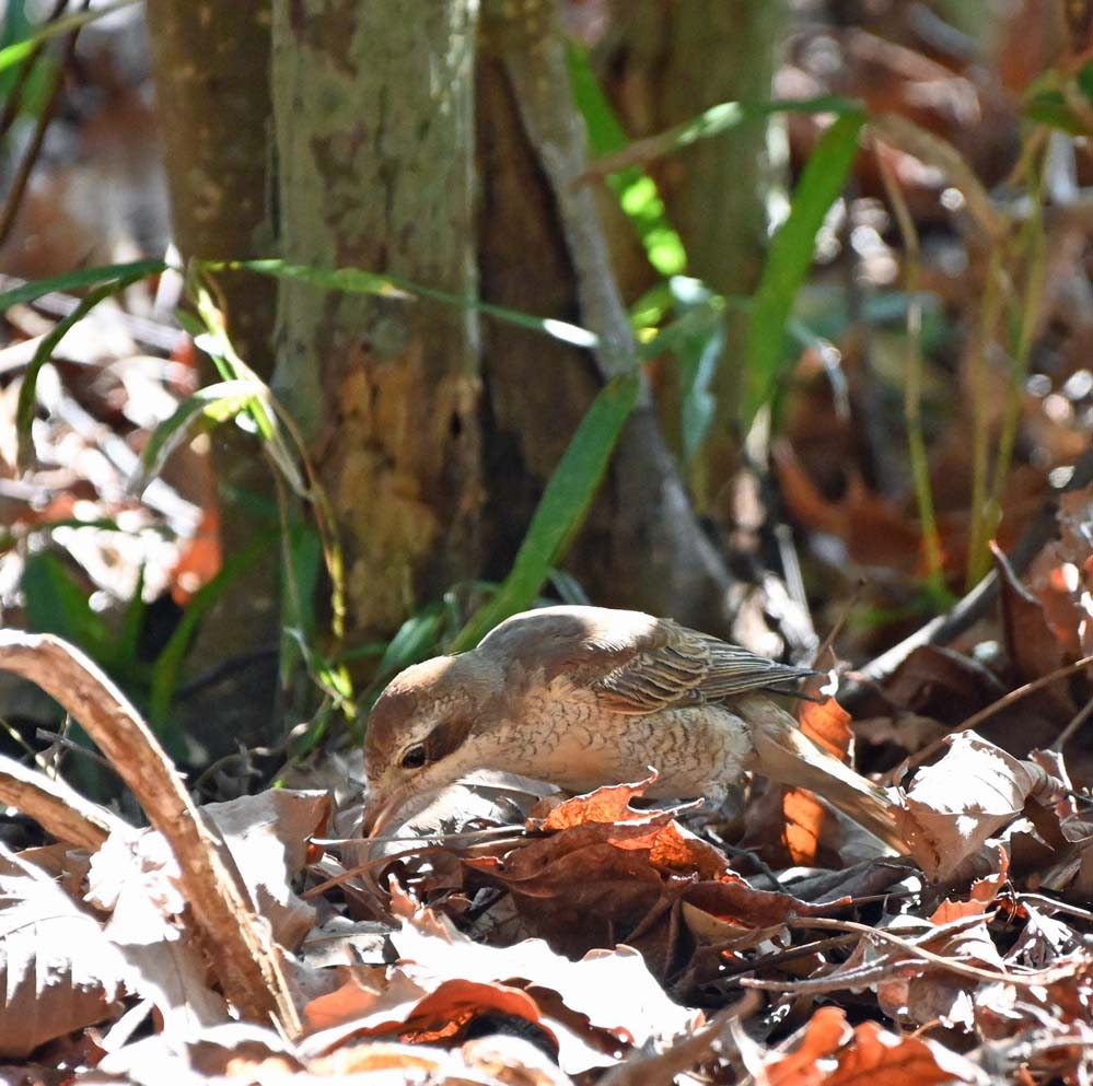 f:id:tonji44:20220301103023j:plain