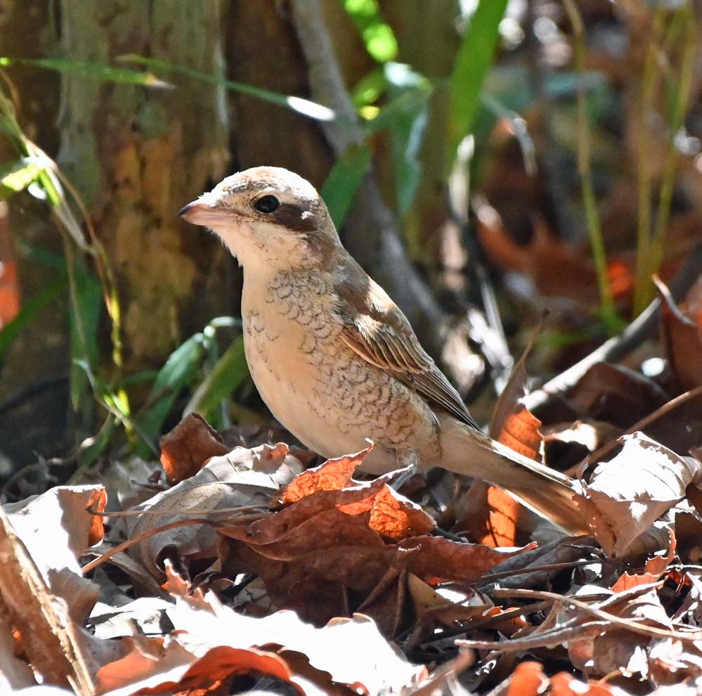 f:id:tonji44:20220301103031j:plain