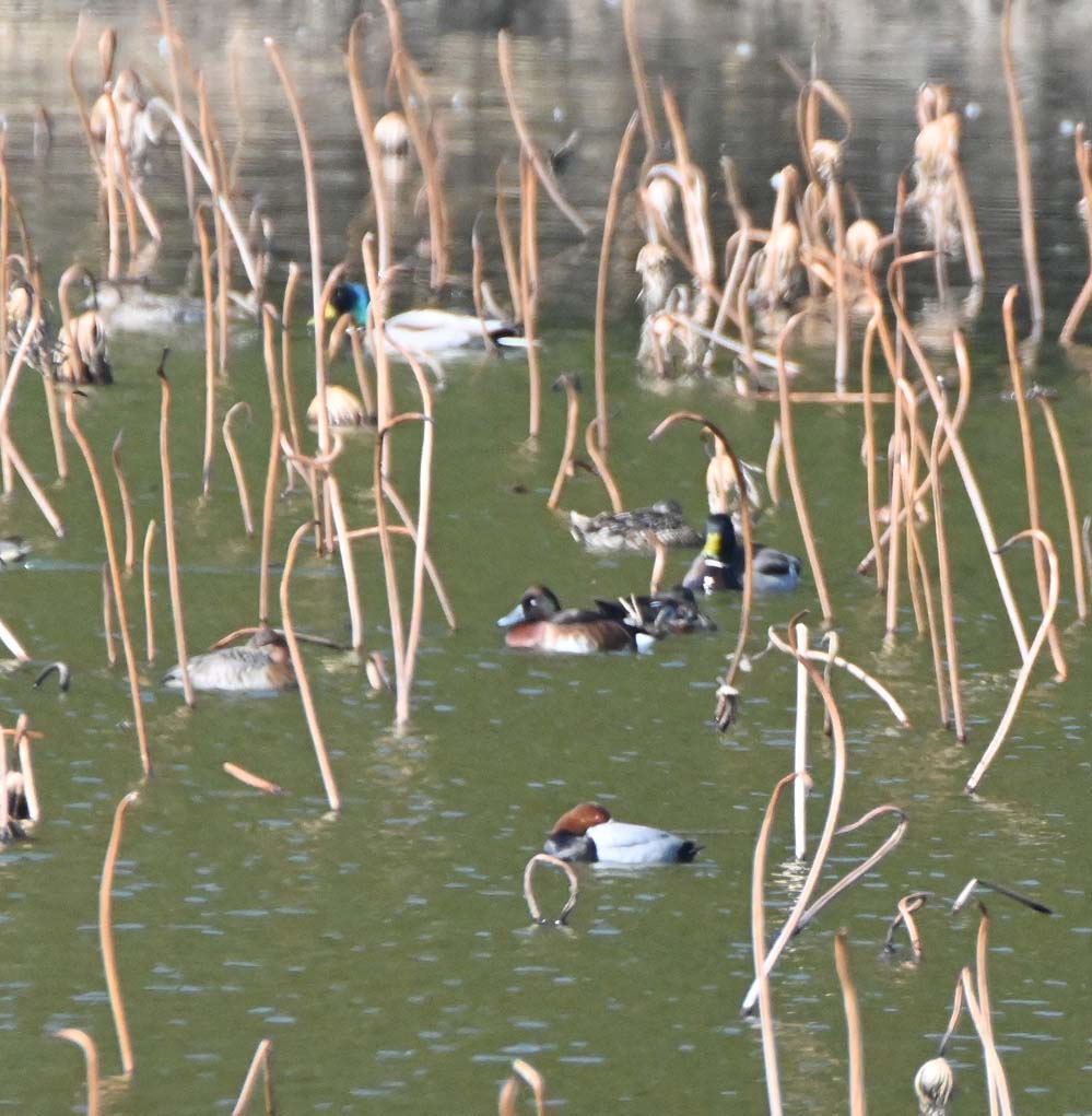 f:id:tonji44:20220308092857j:plain