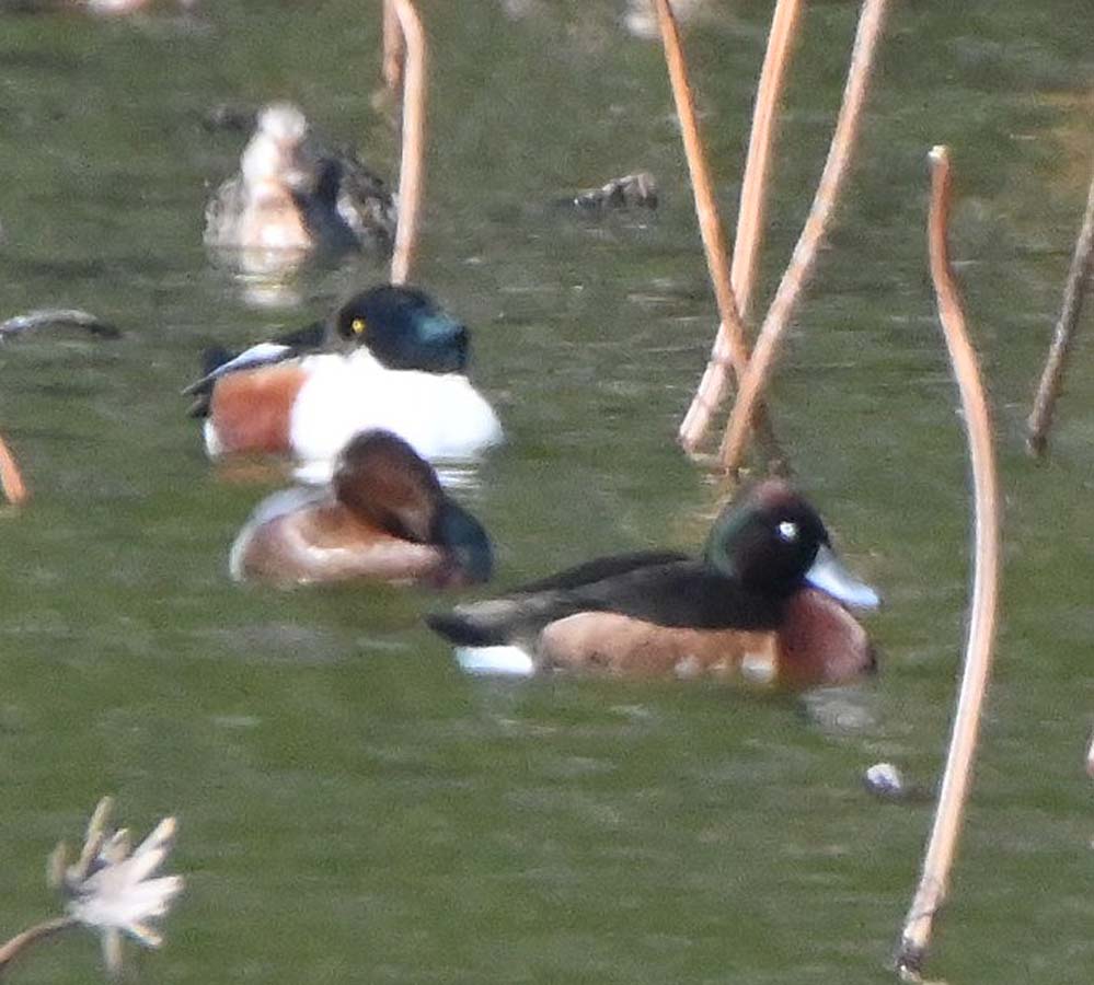 f:id:tonji44:20220308092905j:plain