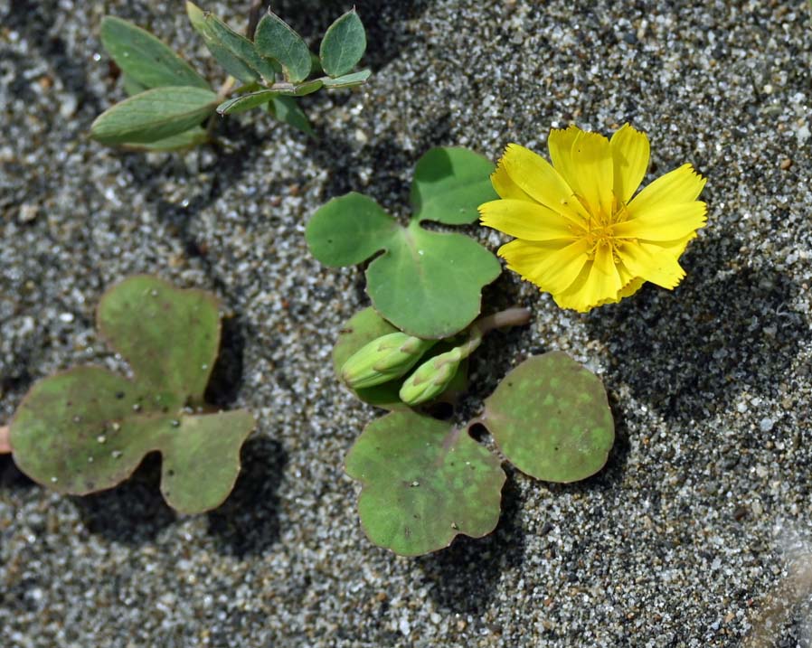 f:id:tonji44:20220317165907j:plain