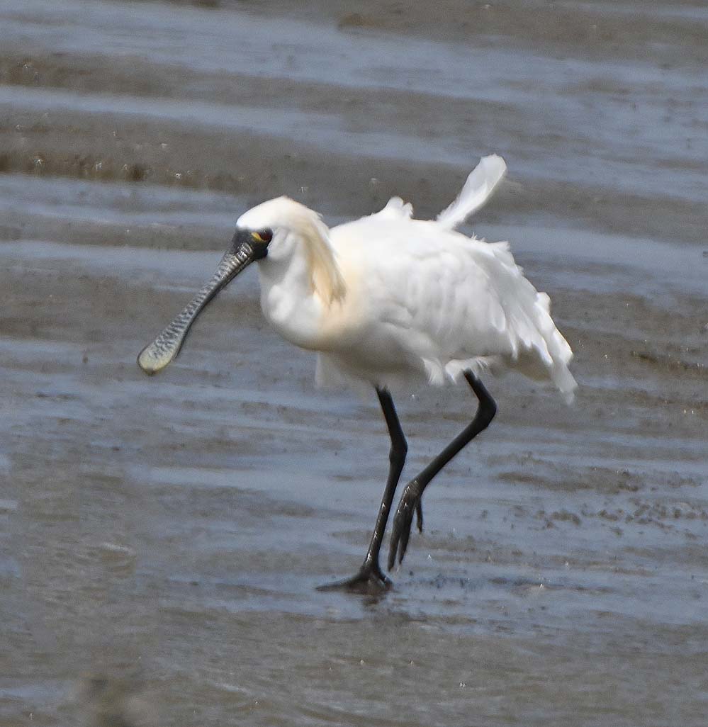 f:id:tonji44:20220323101556j:plain