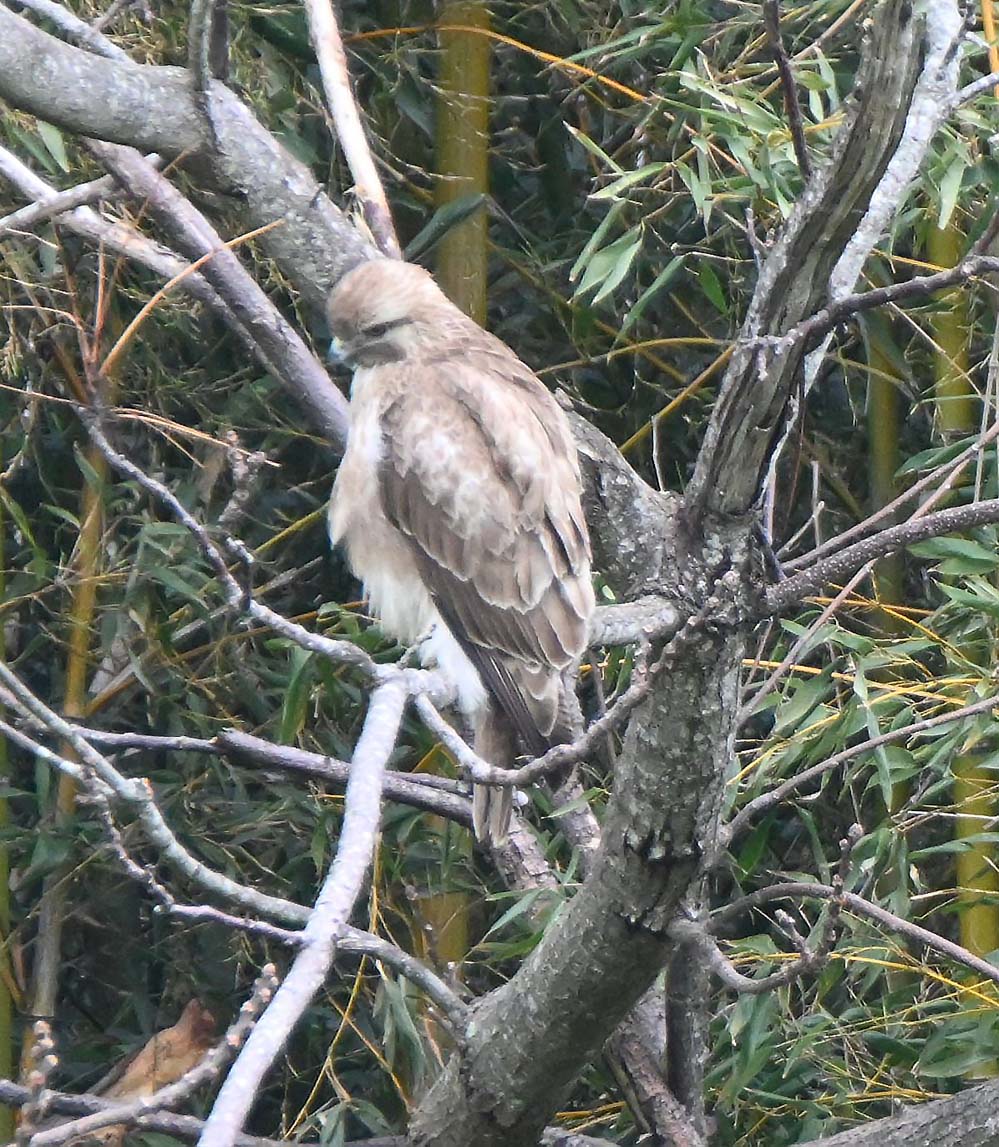 f:id:tonji44:20220323113847j:plain