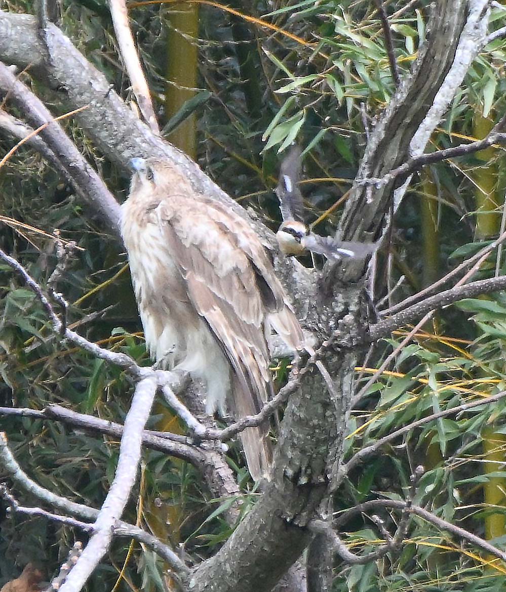 f:id:tonji44:20220323113855j:plain