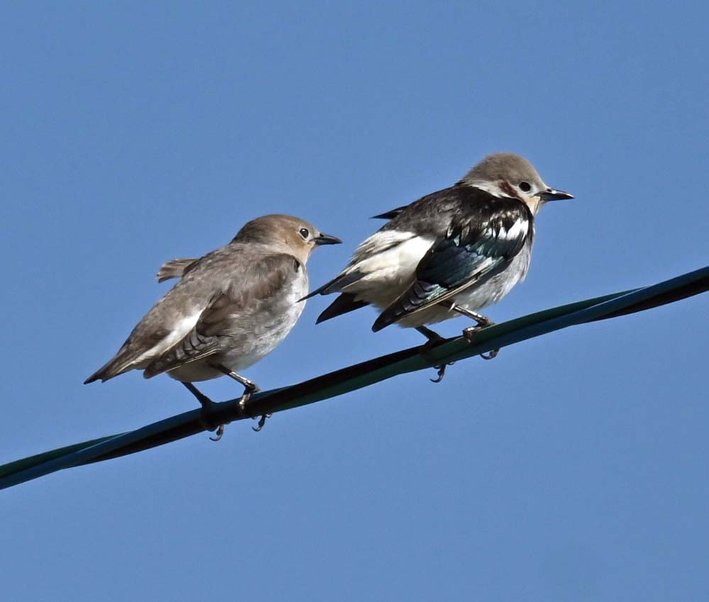 f:id:tonji44:20220409202648j:plain