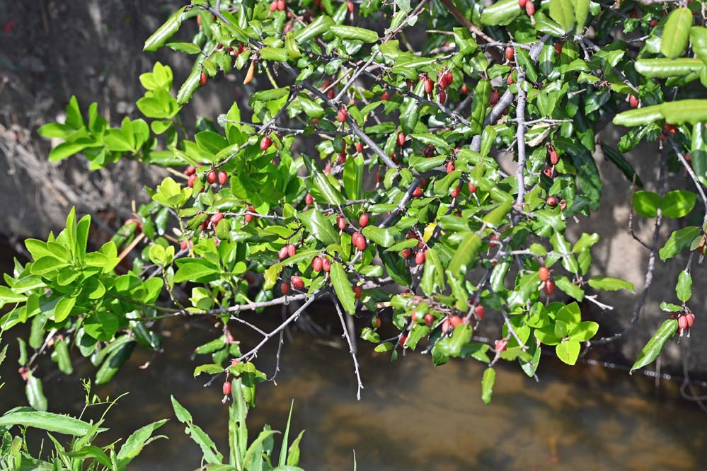 f:id:tonji44:20220409204021j:plain