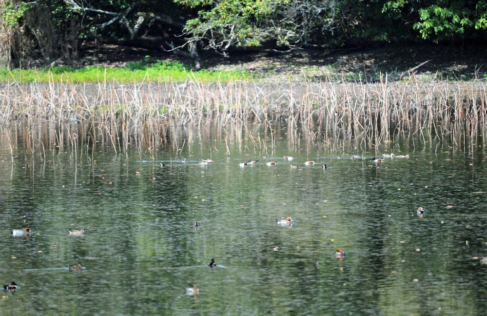 f:id:tonji44:20220410134501j:plain