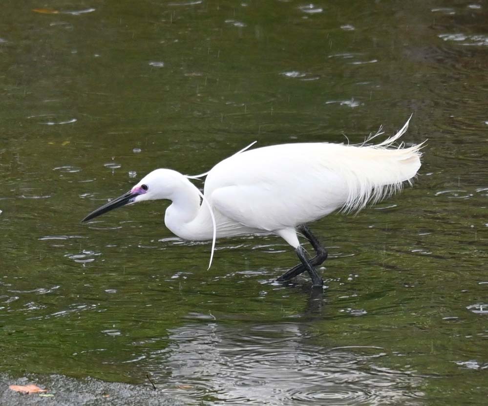 コサギの婚姻色 宮崎の季節がほらね