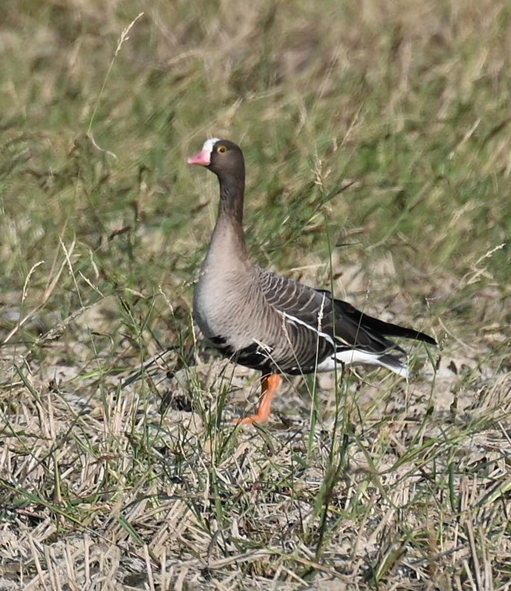 カリガネ親子 - 宮崎の季節がほらね！