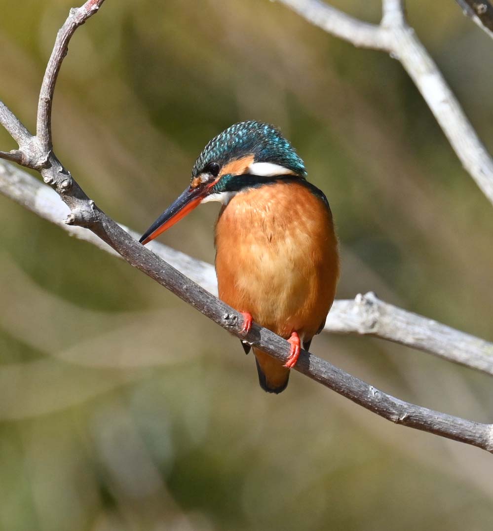 木の枝にカワセミ - 宮崎の季節がほらね！