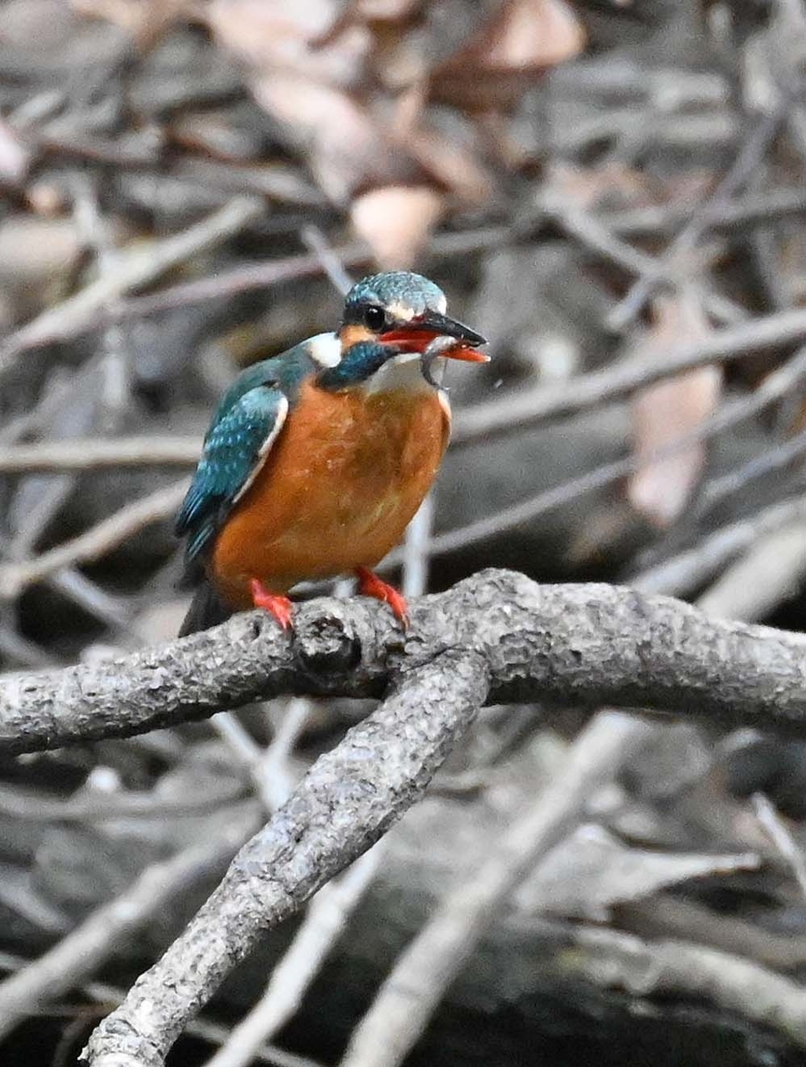 木の枝にカワセミ - 宮崎の季節がほらね！