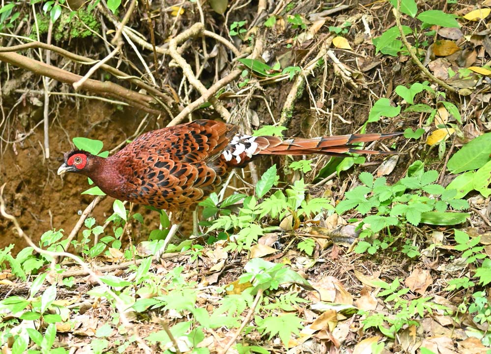 天然ヤマドリ③　&  キジ②    尾羽根　oo7oo ヤマドリ - eBird