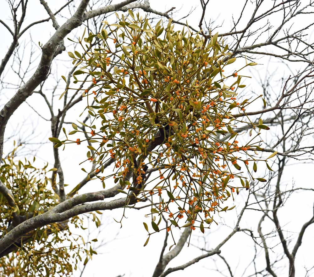 北海道産　ヤドリギ　親木付き　⑪ 黄色い実 北海道産 ヤドリギ 親木付き 黄色い実！ ヤドリギの実付き枝(赤実