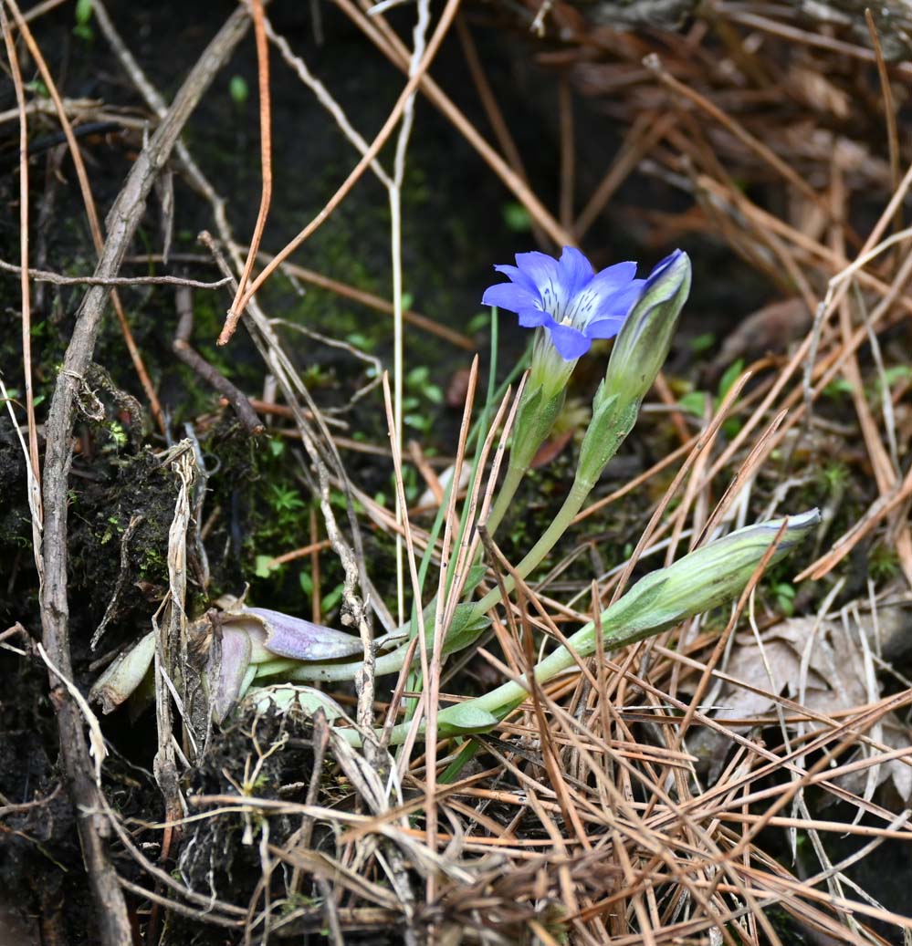 ハルリンドウ Gentiana thunbergii リンドウ科 Gentianaceae