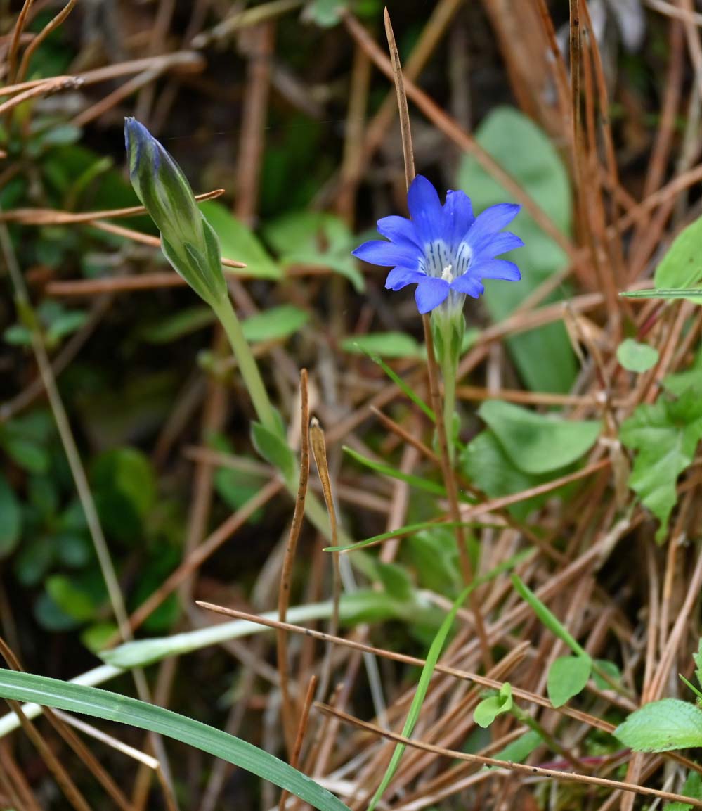 ハルリンドウ Gentiana thunbergii リンドウ科 Gentianaceae